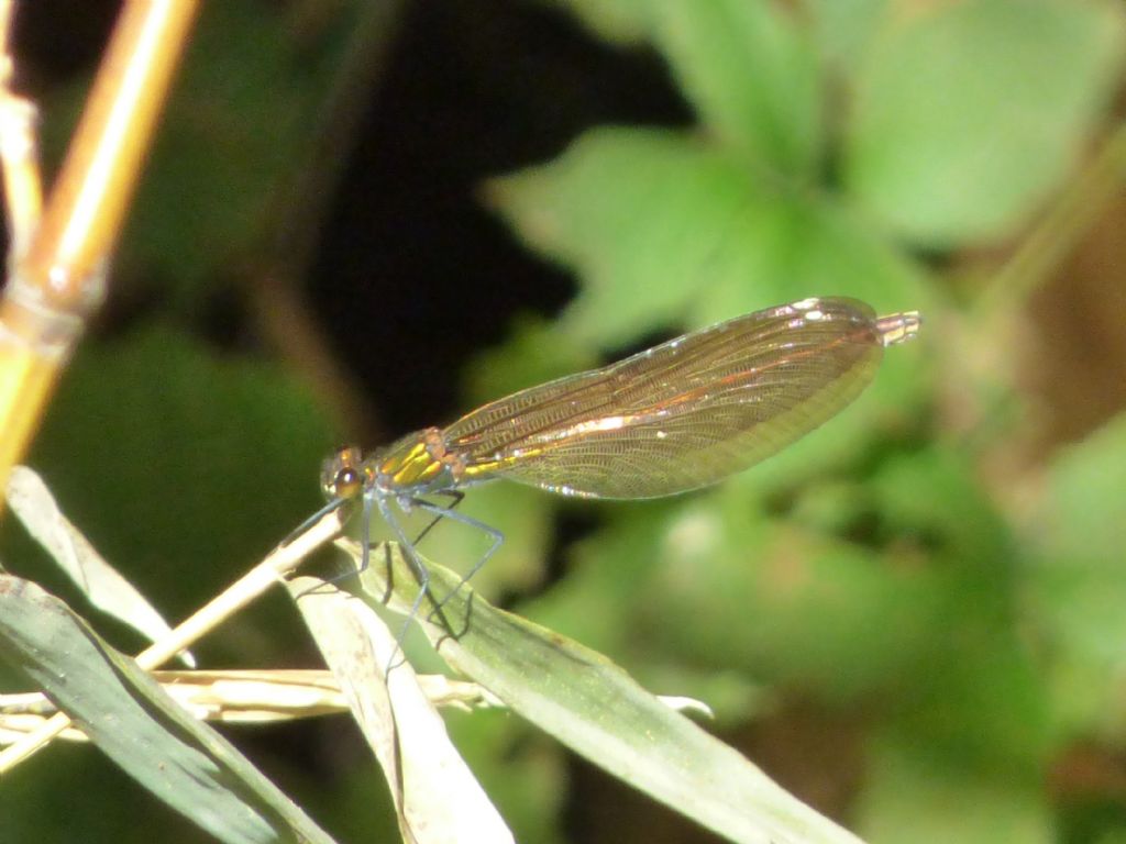 Calopteryx splendens o virgo? - Calopteryx virgo femmina
